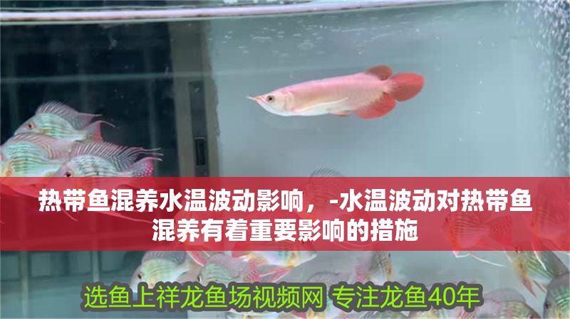 熱帶魚混養(yǎng)水溫波動影響，-水溫波動對熱帶魚混養(yǎng)有著重要影響的措施