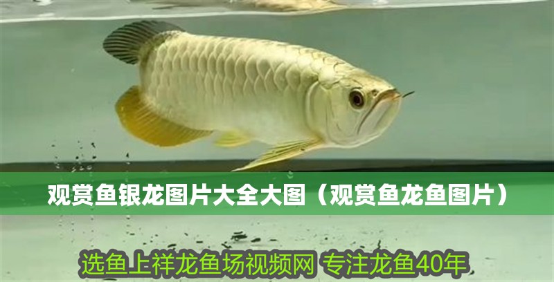 觀賞魚(yú)銀龍圖片大全大圖（觀賞魚(yú)龍魚(yú)圖片）