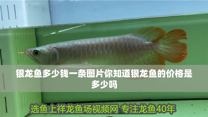 銀龍魚多少錢一條圖片你知道銀龍魚的價格是多少嗎