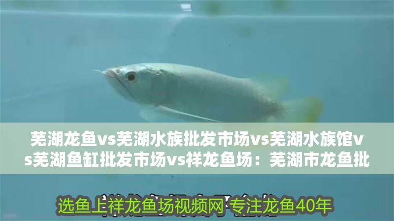 蕪湖龍魚vs蕪湖水族批發市場vs蕪湖水族館vs蕪湖魚缸批發市場vs祥龍魚場：蕪湖市龍魚批發市場價格