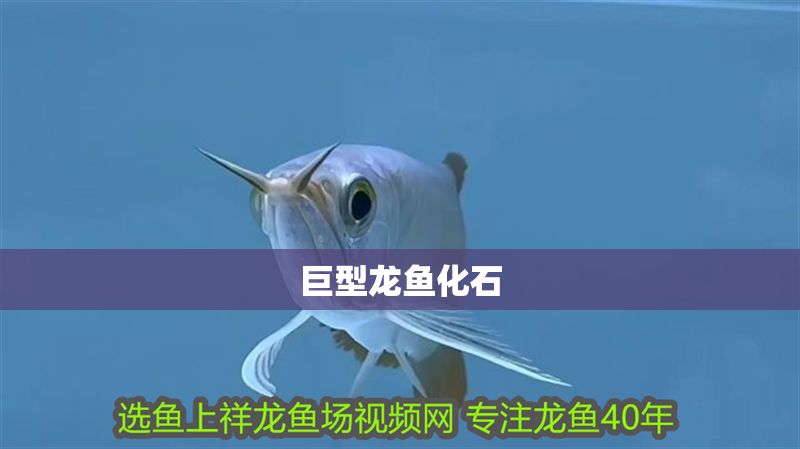 巨型龍魚(yú)化石