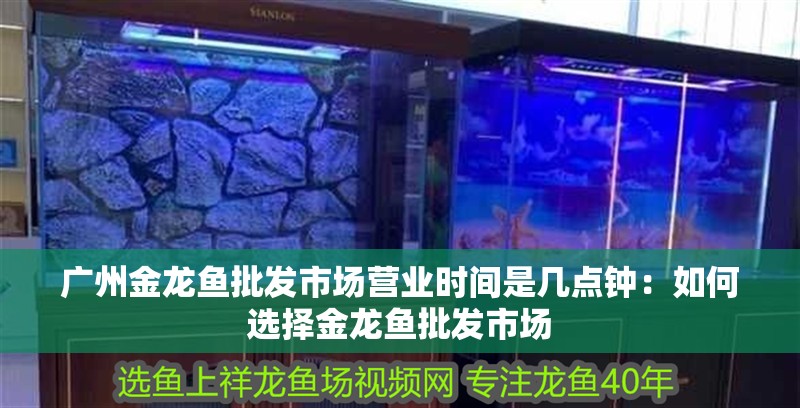 廣州金龍魚批發市場營業時間是幾點鐘：如何選擇金龍魚批發市場 廣州金龍魚批發市場營業時間是幾點鐘：如何選擇金龍魚批發市場 龍魚百科