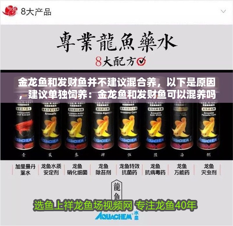 金龍魚和發財魚并不建議混合養，以下是原因，建議單獨飼養：金龍魚和發財魚可以混養嗎？