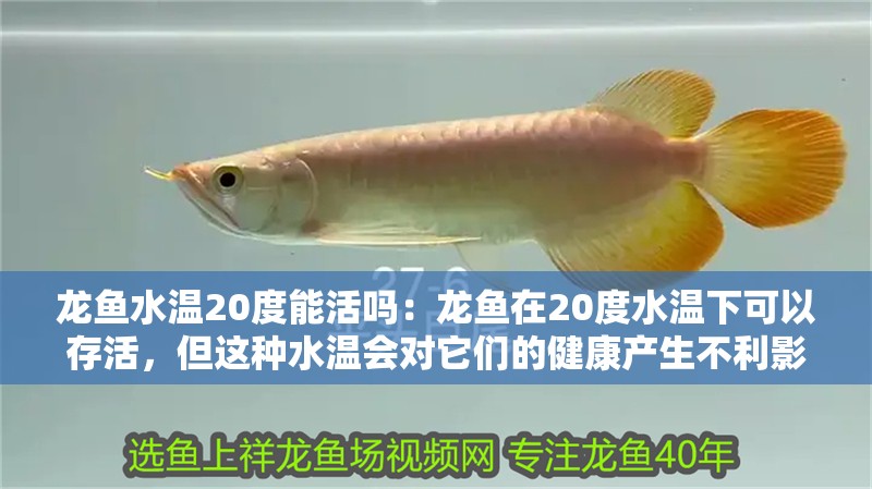 魚缸用增氧泵價格是多少:魚缸增氧機(jī)-xtrac增氧機(jī)-xtrac增氧機(jī) 龍魚水溫20度能活嗎:龍魚在20度水溫下可以存活,但這種水溫會對它們的健康產(chǎn)生不利影響 龍魚百科 龍魚水溫20度能活嗎:龍魚在20度水溫下可以存活,但這種水溫會對它們的健康產(chǎn)生不利影響 龍魚水溫20度能活嗎:龍魚在20度水溫下可以存活,但這種水溫會對它們的健康產(chǎn)生不利影響 龍魚百科