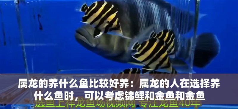 屬龍的養(yǎng)什么魚比較好養(yǎng)：屬龍的人在選擇養(yǎng)什么魚時(shí)，可以考慮錦鯉和金魚和金魚