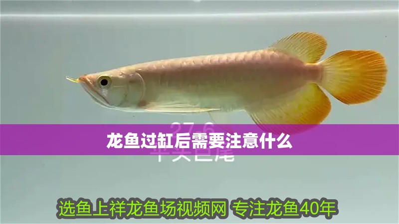 龍魚過缸后需要注意什么 龍魚過缸后需要注意什么 龍魚百科