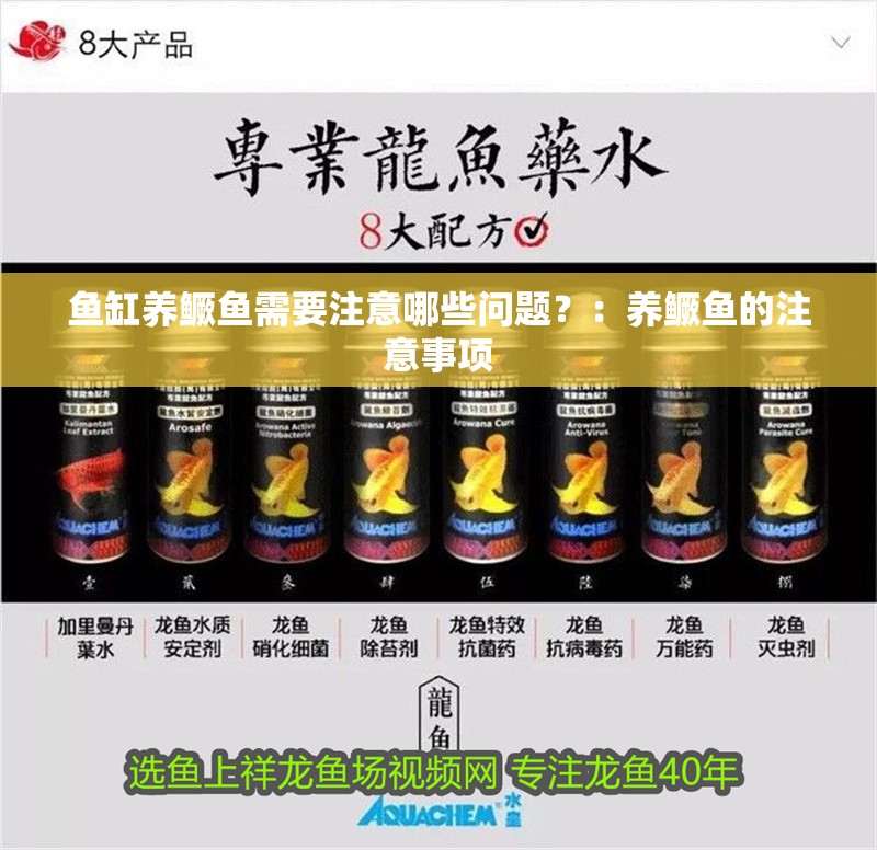 魚缸養(yǎng)鱖魚需要注意哪些問(wèn)題？：養(yǎng)鱖魚的注意事項(xiàng)