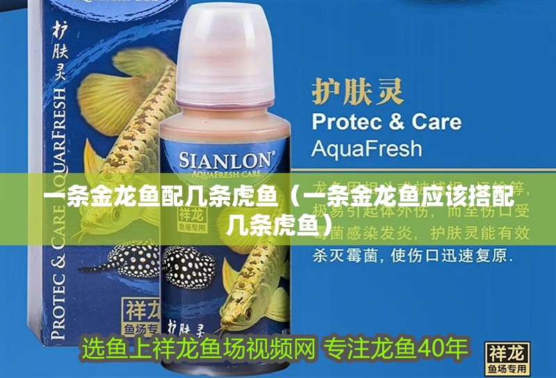 一條金龍魚配幾條虎魚（一條金龍魚應該搭配幾條虎魚）