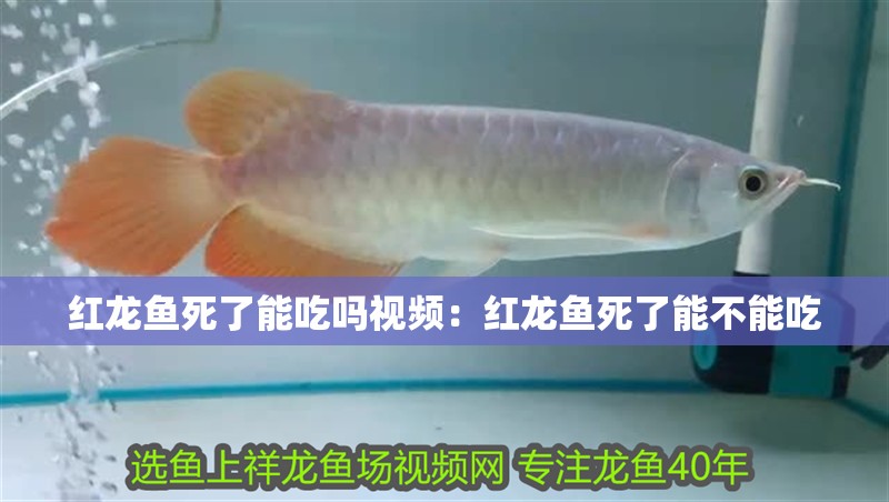 紅龍魚死了能吃嗎視頻：紅龍魚死了能不能吃 紅龍魚死了能吃嗎視頻：紅龍魚死了能不能吃 龍魚百科