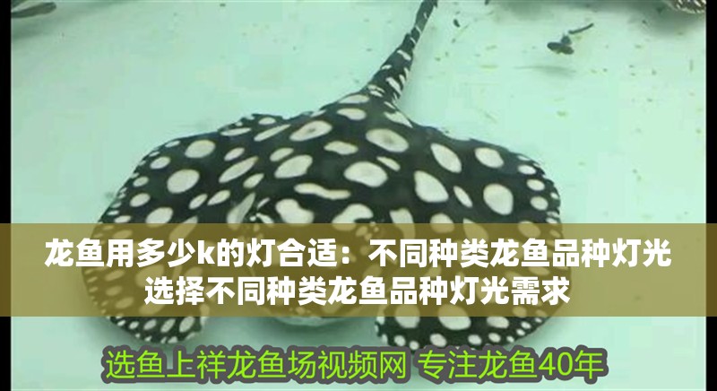 龍魚用多少k的燈合適：不同種類龍魚品種燈光選擇不同種類龍魚品種燈光需求