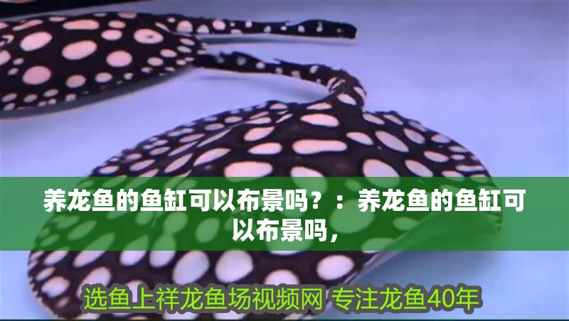 龍魚干蝦有營養嗎 養龍魚的魚缸可以布景嗎?:養龍魚的魚缸可以布景嗎, 龍魚百科 養龍魚的魚缸可以布景嗎?:養龍魚的魚缸可以布景嗎, 養龍魚的魚缸可以布景嗎?:養龍魚的魚缸可以布景嗎, 龍魚百科