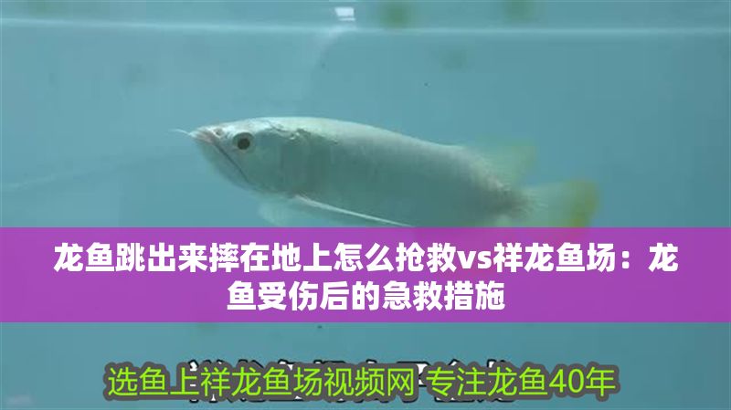 龍魚跳出來摔在地上怎么搶救vs祥龍魚場：龍魚受傷后的急救措施
