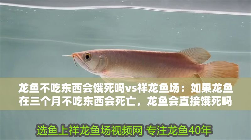 龍魚不吃東西會餓死嗎vs祥龍魚場：如果龍魚在三個月不吃東西會死亡，龍魚會直接餓死嗎