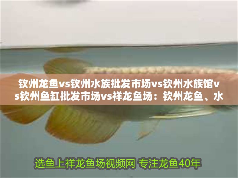 欽州龍魚vs欽州水族批發市場vs欽州水族館vs欽州魚缸批發市場vs祥龍魚場：欽州龍魚、水族市場、水族館、魚缸批發市場信息