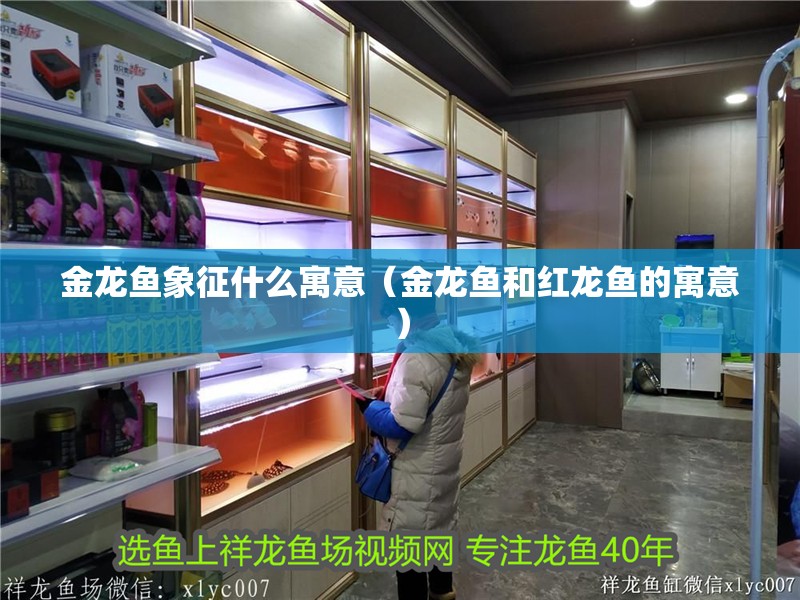 金龍魚象征什么寓意（金龍魚和紅龍魚的寓意）