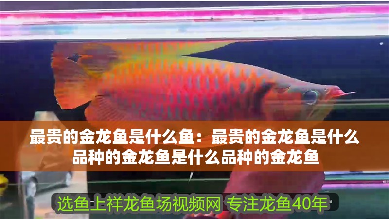 最貴的金龍魚是什么魚：最貴的金龍魚是什么品種的金龍魚是什么品種的金龍魚