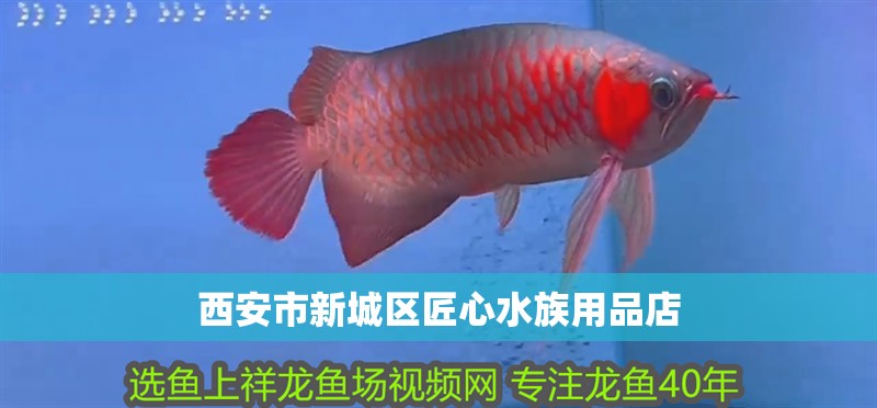 西安市<strong><mark>新城</mark></strong>區匠心水族用品店