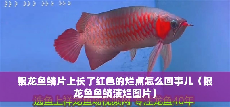 銀龍魚鱗片上長了紅色的爛點怎么回事兒（銀龍魚魚鱗潰爛圖片）
