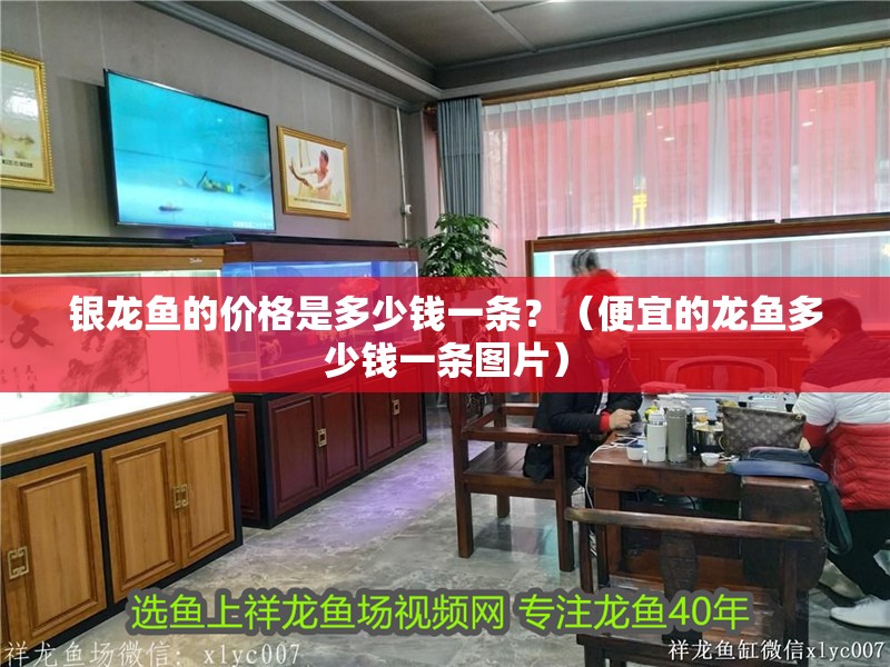 銀龍魚的價(jià)格是多少錢一條？（便宜的龍魚多少錢一條圖片）