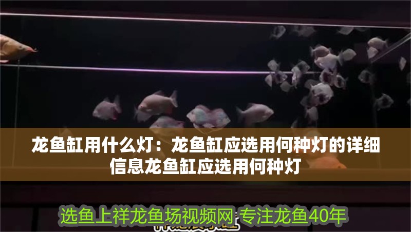 龍魚缸用什么燈：龍魚缸應(yīng)選用何種燈的詳細(xì)信息龍魚缸應(yīng)選用何種燈