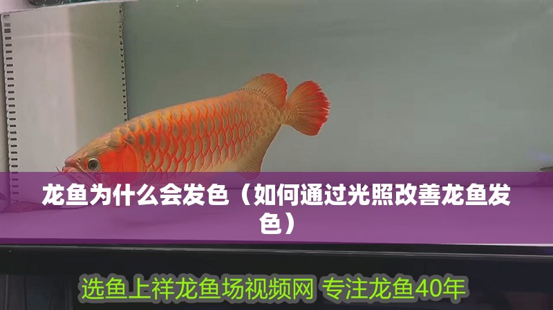 龍魚為什么會發色（如何通過光照改善龍魚發色）