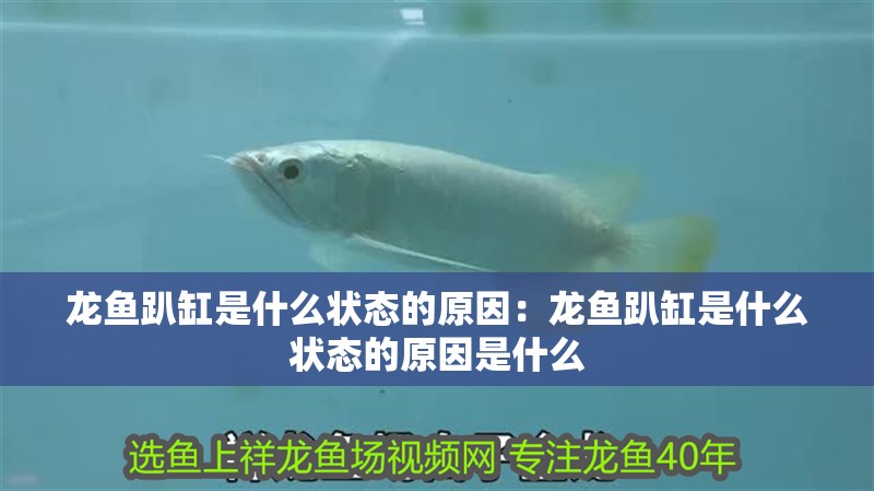 龍魚趴缸是什么狀態的原因：龍魚趴缸是什么狀態的原因是什么