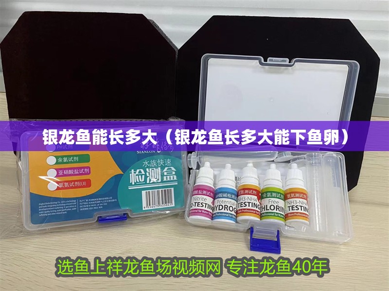 銀龍魚能長多大（銀龍魚長多大能下魚卵）