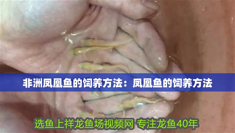 非洲鳳凰魚的飼養(yǎng)方法：鳳凰魚的飼養(yǎng)方法