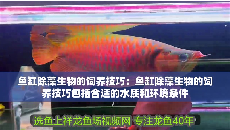 給大魚缸換水的作文:體驗給大魚缸換水的樂趣:體驗給大魚缸換水:給大魚缸換水的作文 魚缸除藻生物的飼養(yǎng)技巧:魚缸除藻生物的飼養(yǎng)技巧包括合適的水質(zhì)和環(huán)境條件 魚缸百科 魚缸除藻生物的飼養(yǎng)技巧:魚缸除藻生物的飼養(yǎng)技巧包括合適的水質(zhì)和環(huán)境條件 魚缸除藻生物的飼養(yǎng)技巧:魚缸除藻生物的飼養(yǎng)技巧包括合適的水質(zhì)和環(huán)境條件 魚缸百科