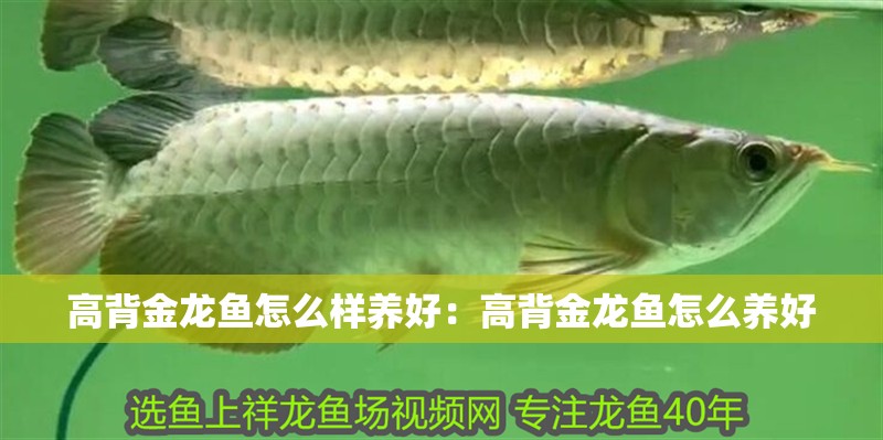 高背金龍魚怎么樣養好：高背金龍魚怎么養好