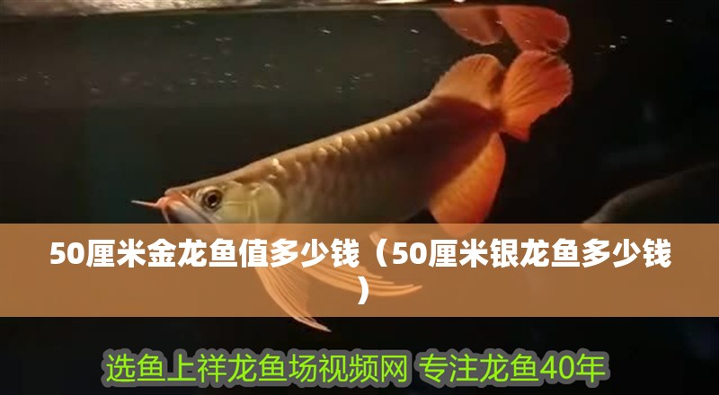 50厘米金龍魚值多少錢（50厘米銀龍魚多少錢） 50厘米金龍魚值多少錢（50厘米銀龍魚多少錢） 銀龍魚百科