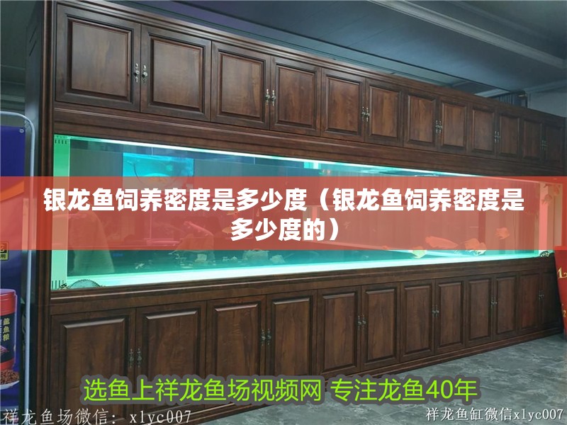銀龍魚飼養(yǎng)密度是多少度（銀龍魚飼養(yǎng)密度是多少度的）