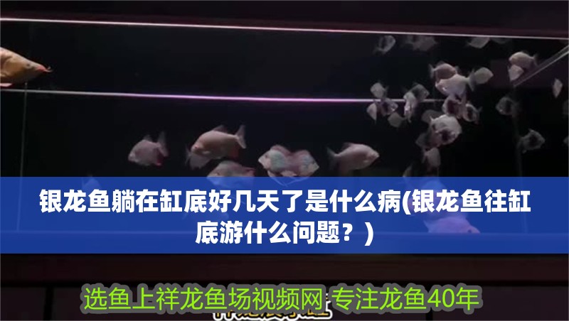 銀龍魚躺在缸底好幾天了是什么病(銀龍魚往缸底游什么問題？)