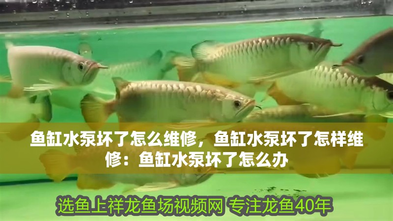 魚缸水泵壞了怎么維修，魚缸水泵壞了怎樣維修：魚缸水泵壞了怎么辦