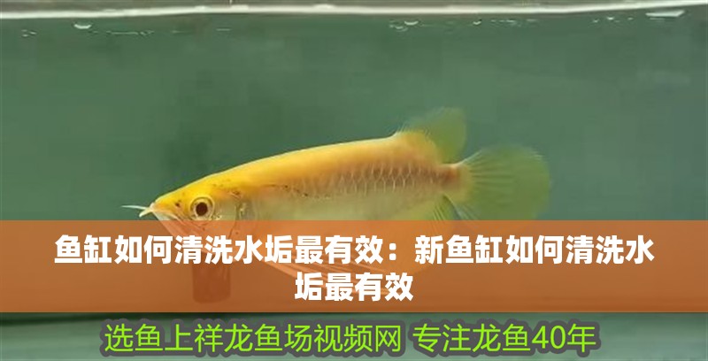 魚缸如何清洗水垢最有效：新魚缸如何清洗水垢最有效