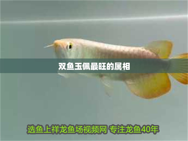 雙魚玉佩最旺的屬相