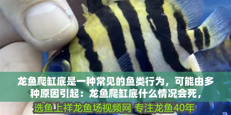 龍魚爬缸底是一種常見的魚類行為，可能由多種原因引起：龍魚爬缸底什么情況會死，