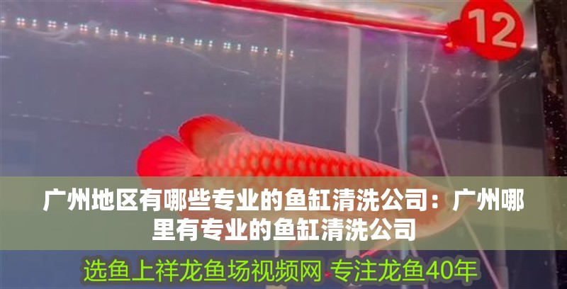 廣州地區(qū)有哪些專業(yè)的魚缸清洗公司：廣州哪里有專業(yè)的魚缸清洗公司
