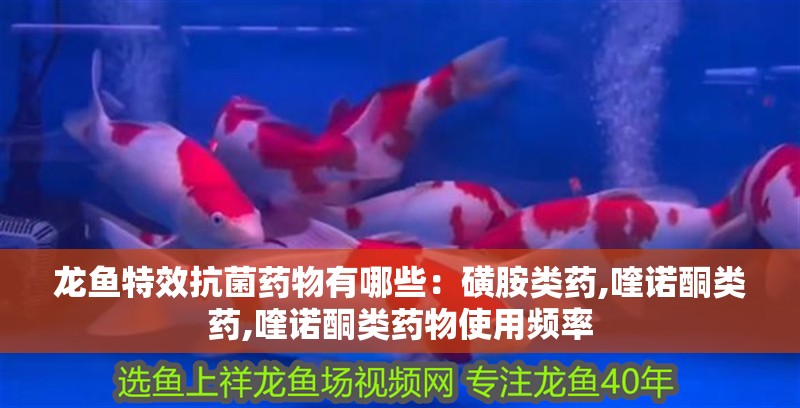 龍魚特效抗菌藥物有哪些：磺胺類藥,喹諾酮類藥,喹諾酮類藥物使用頻率