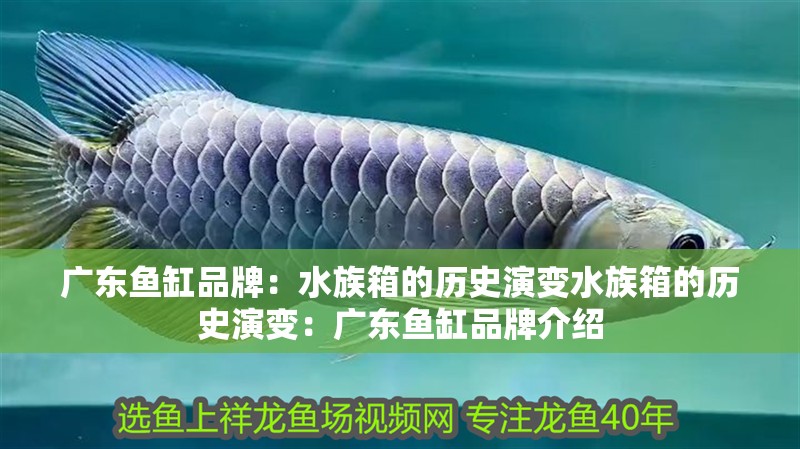 廣東魚缸品牌:水族箱的歷史演變水族箱的歷史演變:廣東魚缸品牌介紹 魚缸百科 廣東魚缸品牌:水族箱的歷史演變水族箱的歷史演變:廣東魚缸品牌介紹 廣東魚缸品牌:水族箱的歷史演變水族箱的歷史演變:廣東魚缸品牌介紹 魚缸百科