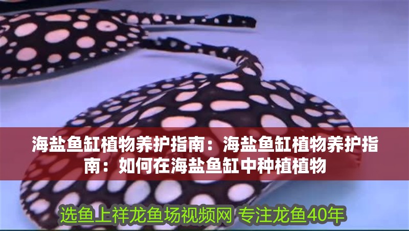 海鹽魚缸植物養護指南：海鹽魚缸植物養護指南：如何在海鹽魚缸中種植植物