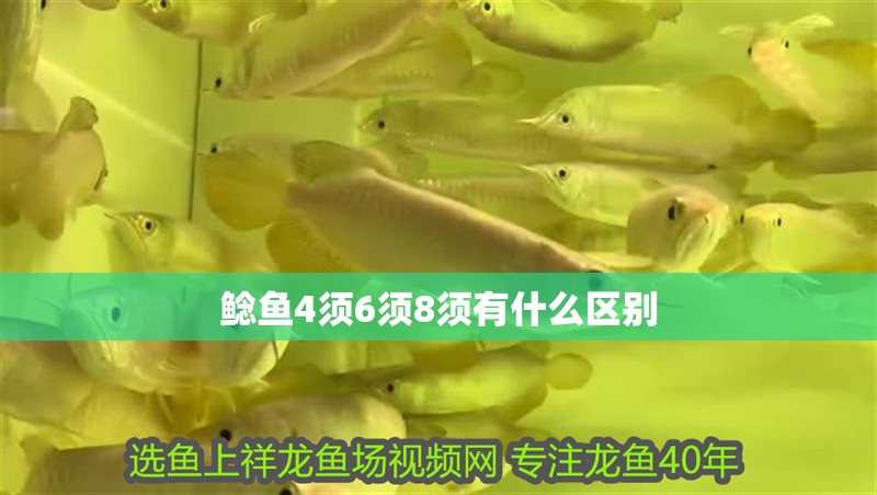 鯰魚4須6須8須有什么區(qū)別