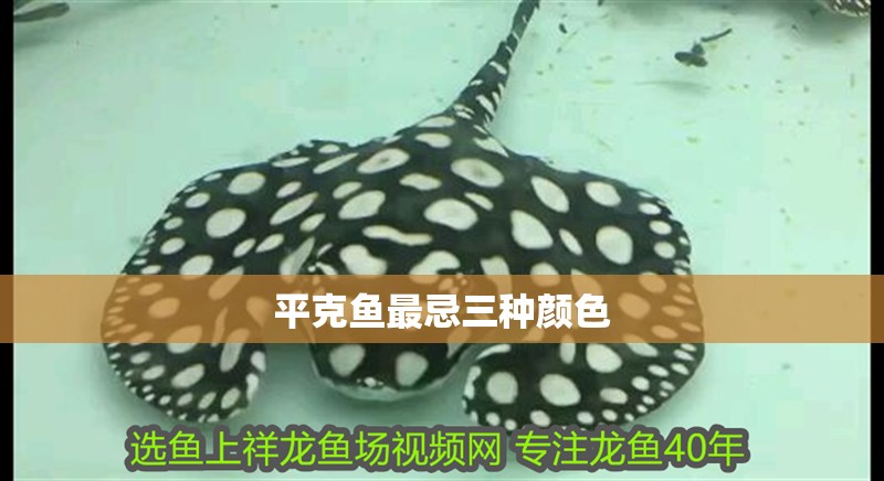 平克魚最忌三種顏色