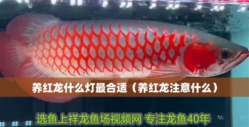 養紅龍什么燈最合適（養紅龍注意什么）