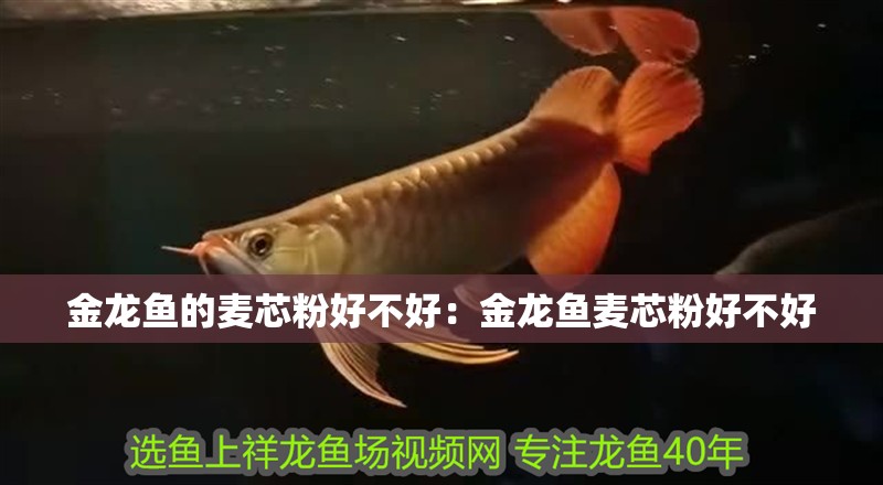 金龍魚的麥芯粉好不好：金龍魚麥芯粉好不好