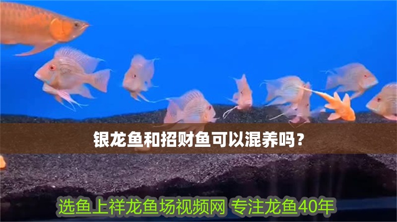銀龍魚和招財魚可以混養嗎？ 銀龍魚和招財魚可以混養嗎？ 銀龍魚百科