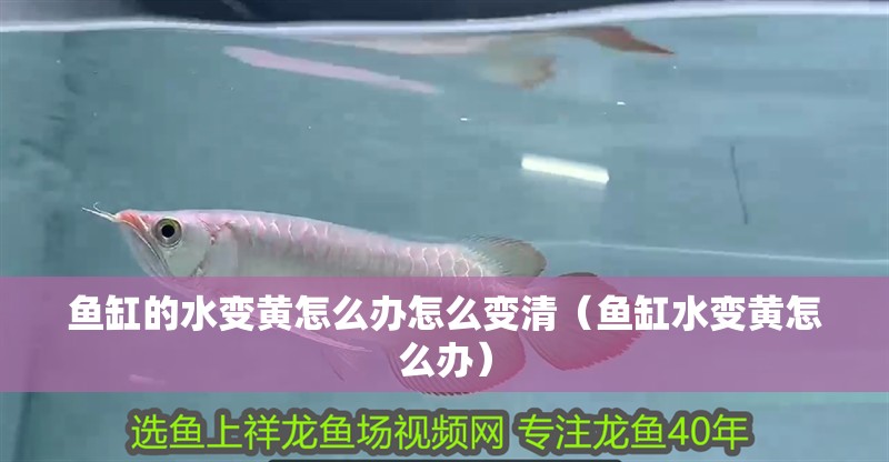 魚缸的水變黃怎么辦怎么變清（魚缸水變黃怎么辦）