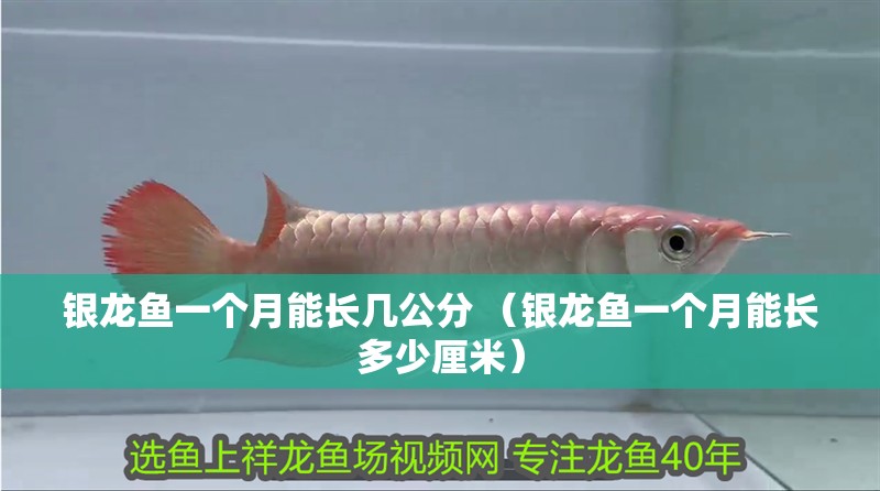 銀龍魚一個(gè)月能長(zhǎng)幾公分 （銀龍魚一個(gè)月能長(zhǎng)多少厘米）