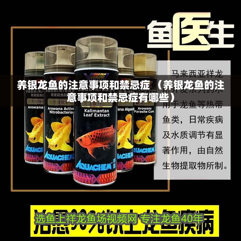 養銀龍魚的注意事項和禁忌癥 （養銀龍魚的注意事項和禁忌癥有哪些）