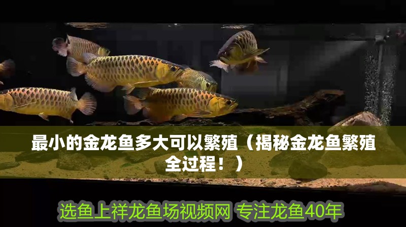 最小的金龍魚多大可以繁殖（揭秘金龍魚繁殖全過程?。? title=